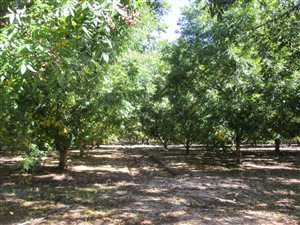 67 ha Farm in Zastron