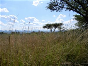 21.7 ha Farm in Barberton