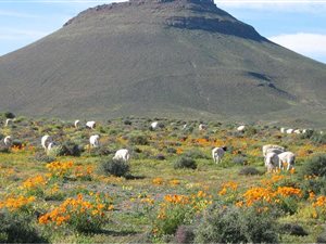 Farm in Loeriesfontein