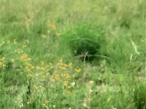 1 ha Land available in Martindale