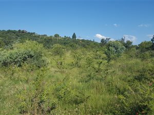 4.2 ha Land available in Tiegerpoort