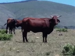 313 ha Farm in Elandsrivier