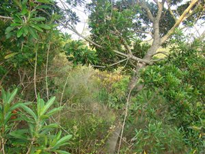2750 m² Land available in Uvongo