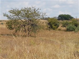 21.5 ha Land available in Magaliesburg