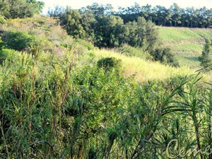 10 ha Farm in Marina Beach