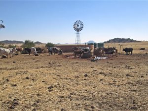 Farm in Bloemfontein
