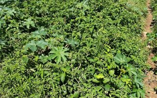 1417 m² Land available in Westbrook