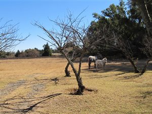 2 ha Farm in Benoni CBD