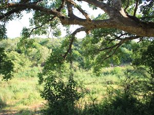 21 ha Land available in Ndlovumzi