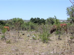 26.5 ha Farm in St Francis Bay