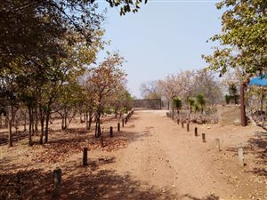 42.8 ha Farm in Musina