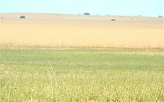 841 ha in Hertzogville