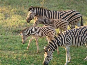 6711 m² Land available in Kshane Lake Lodge