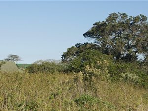 1128 m² Land available in Mount Richmore Estate