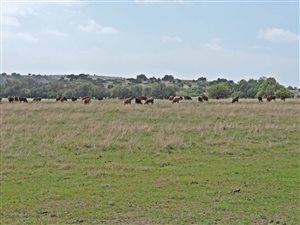 376 ha Farm in Brandfort
