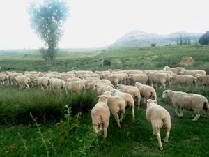 85 ha Farm in Senekal