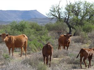 4135 ha Farm in Murraysburg