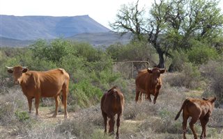 4135 ha Farm in Murraysburg