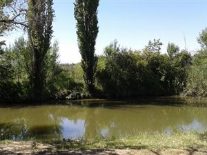 29 ha Farm in Wesselsbron