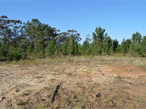 6.5 ha Farm in Plettenberg Bay