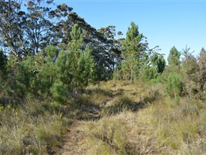 6.5 ha Farm in Plettenberg Bay
