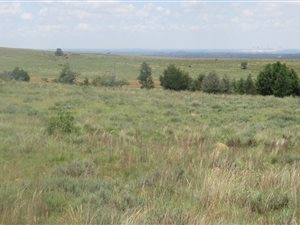 1.3 ha Land available in Walkerville