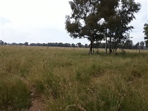5.2 ha Farm in De Deur