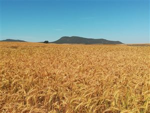 993 ha Farm in Porterville
