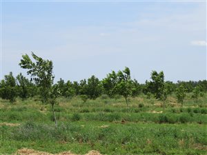 17 ha Farm in Hartswater