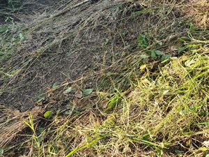 1105 m² Land available in Cato Manor