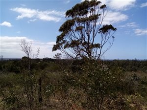 34 ha Land available in East London Central