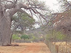 21.4 ha Farm in Musina