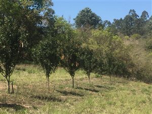 53 ha Farm in Hazyview