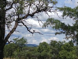 21 ha Farm in Vaalwater