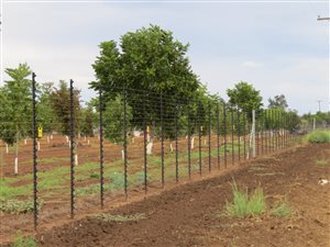 24 ha Farm in Magogong