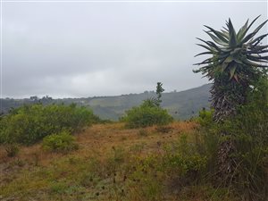 23 ha Farm in Klein Brak River