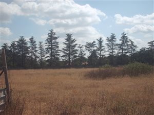 2.1 ha Farm in Buyscelia