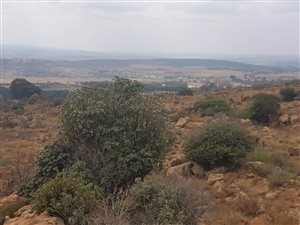 9 ha Land available in Tiegerpoort