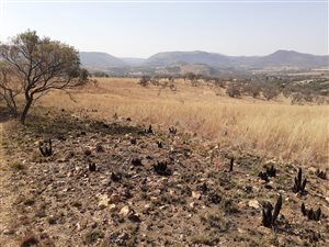 21 ha Farm in Hennops River