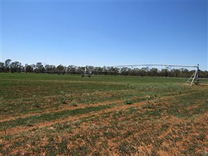 85.6 ha Farm in Pellissier