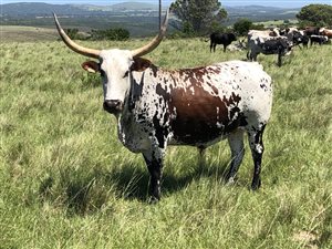 134 ha Farm in Port Alfred