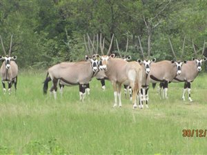 363 ha Farm in Thabazimbi
