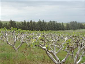 51 ha Farm in Riebeek Kasteel