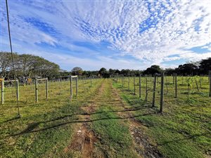 139 ha Farm in Cintsa