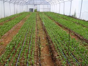 19.6 ha Farm in Somerset East