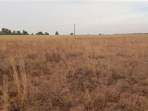 17 ha Land available in Masada