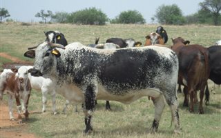95 ha Farm in Vredefort