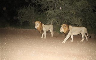 21 ha Farm in Hoedspruit