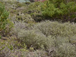 612 m² Land available in Vlees Bay