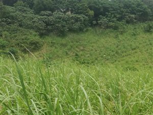 2.1 ha Farm in Ballito